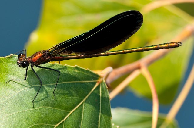 odonato 10: ibrido di Calopteryx?